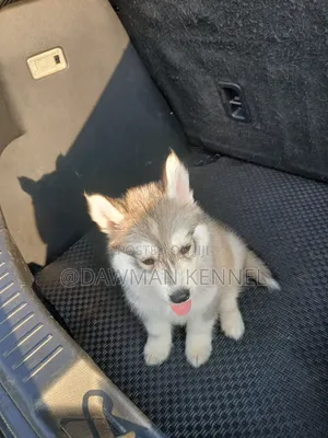 1-3 months Male Purebred Siberian Husky