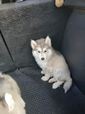 1-3 months Male Purebred Siberian Husky