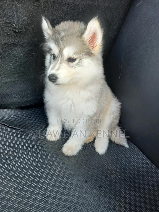 1-3 months Female Purebred Siberian Husky