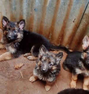 1-3 months Female Purebred German Shepherd - thumbnail 2