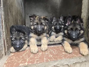 1-3 months Male Purebred German Shepherd