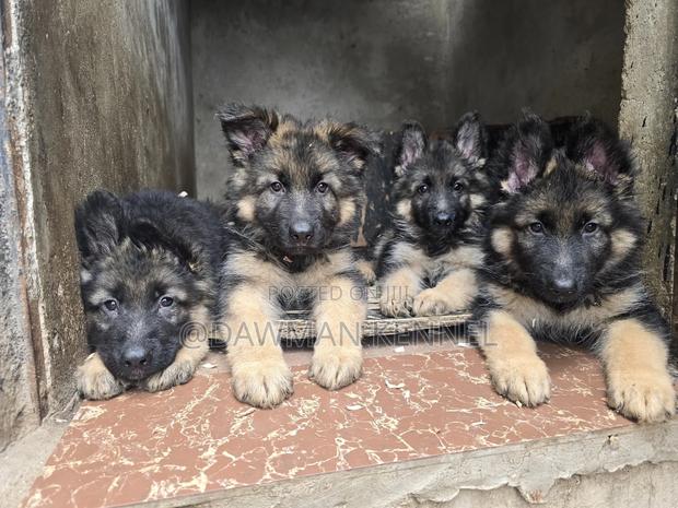 1-3 months Male Purebred German Shepherd - main view