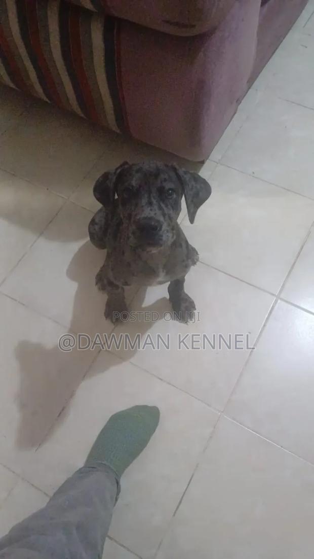 1-3 months Female Purebred Great Dane
