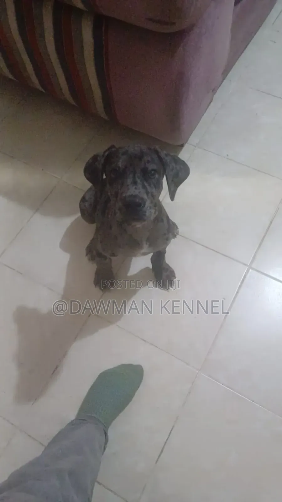1-3 months Female Purebred Great Dane