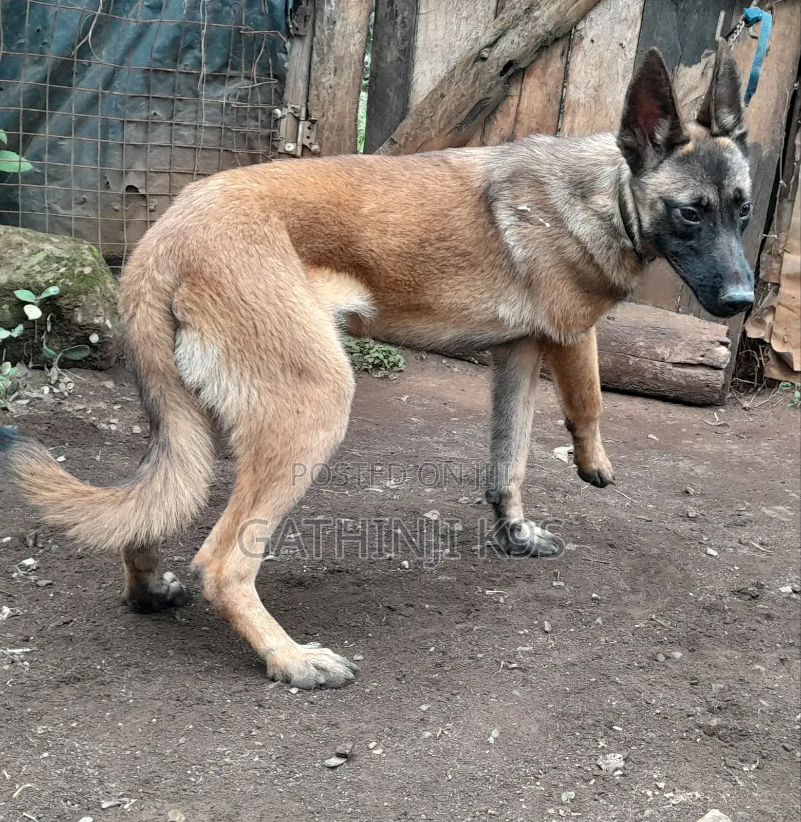 6-12 months Male Purebred Belgian Malinois