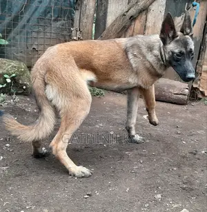 6-12 months Male Purebred Belgian Malinois