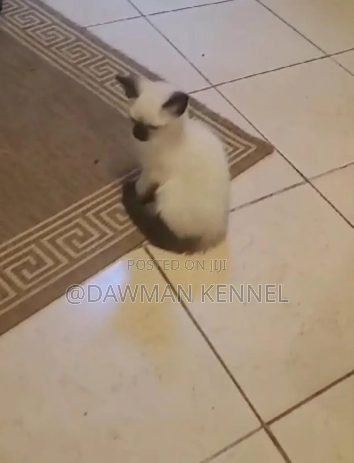 1-3 months Female Purebred Siamese