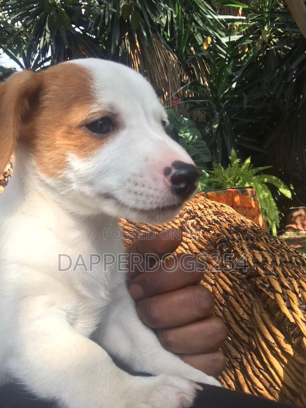 1-3 months Male Purebred Jack Russell Terrier - thumbnail 3