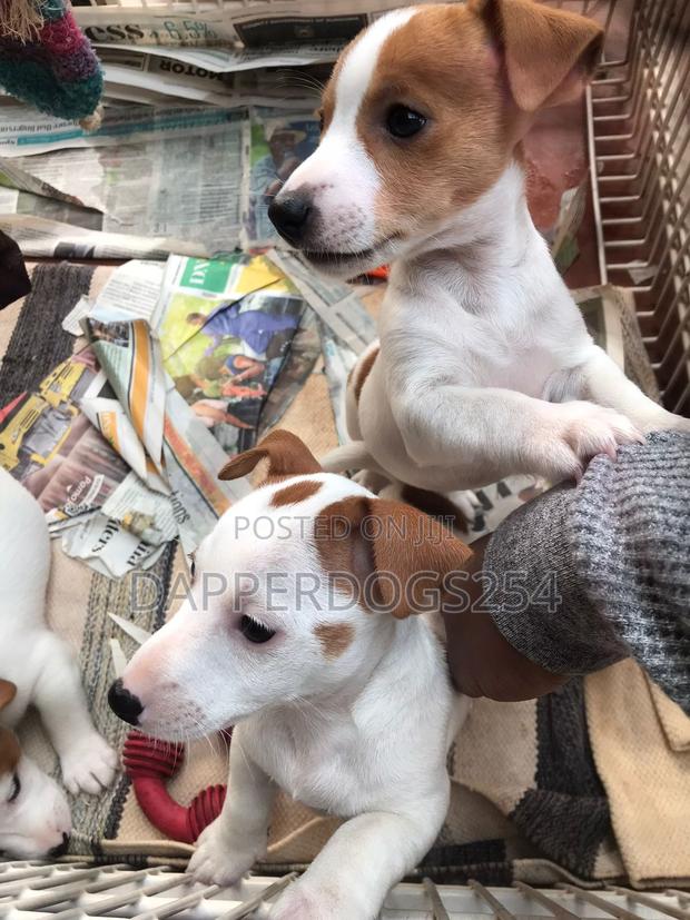 1-3 months Male Purebred Jack Russell Terrier