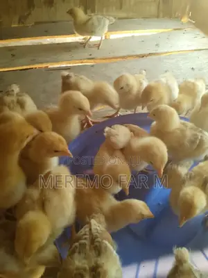 3 Weeks Old Improved Kienyeji F1 Chicks