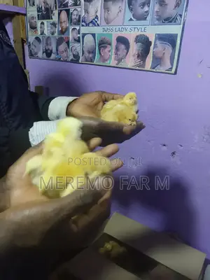 3 Weeks Old Improved Kienyeji F1 Chicks