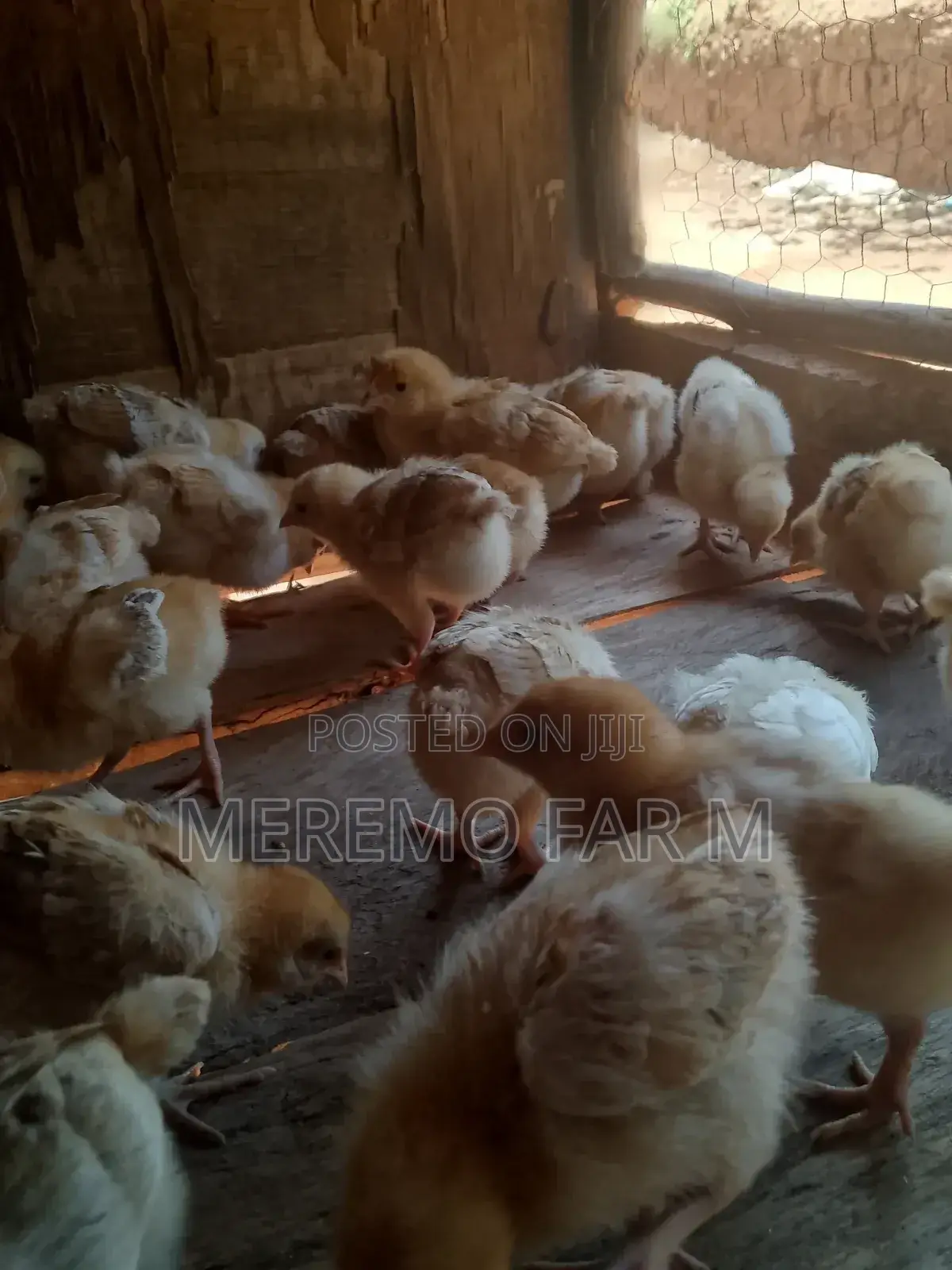 3 Weeks Old Improved Kienyeji F1 Chicks