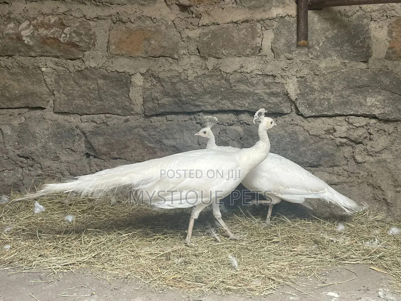 Peacocks Birds