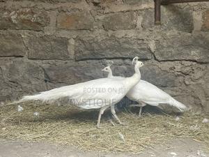 Peacocks Birds - thumbnail 2