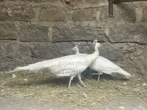 Peacocks Birds