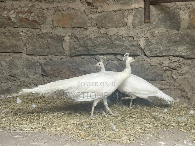 Peacocks Birds - main view