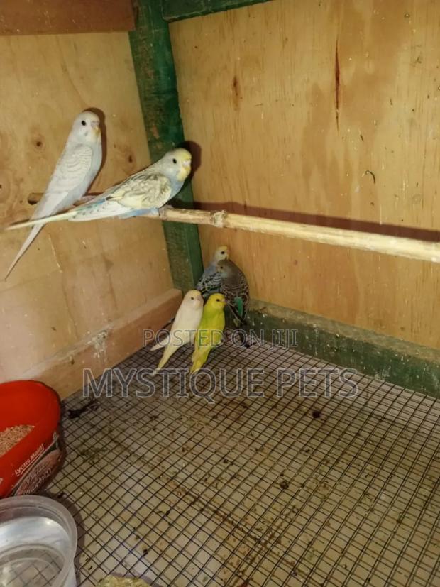 The Beauty Budgies - main view