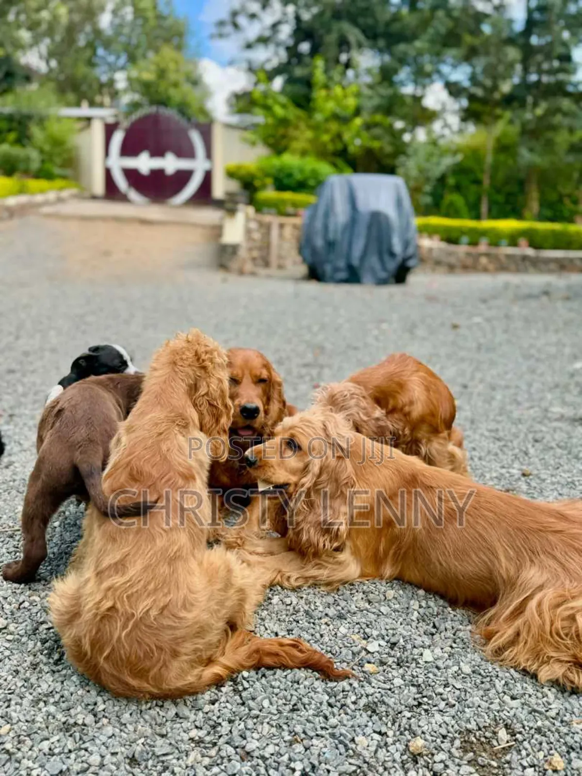 1-3 months Male Purebred Cocker Spaniel