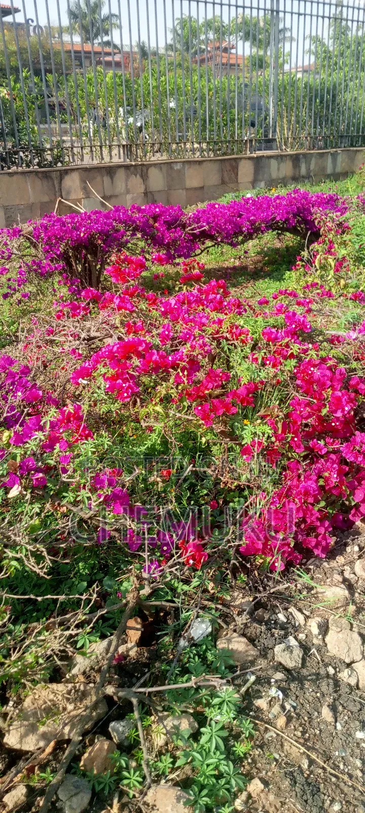 Land Scaping and Gardening Services