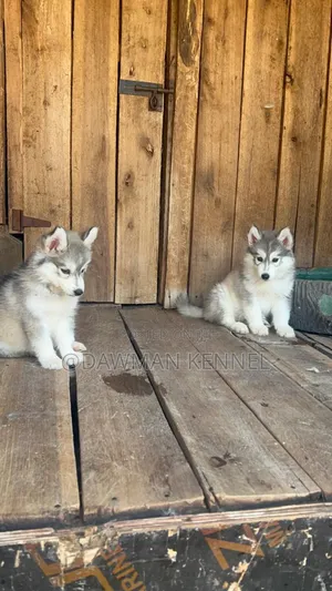 1-3 months Male Purebred Siberian Husky