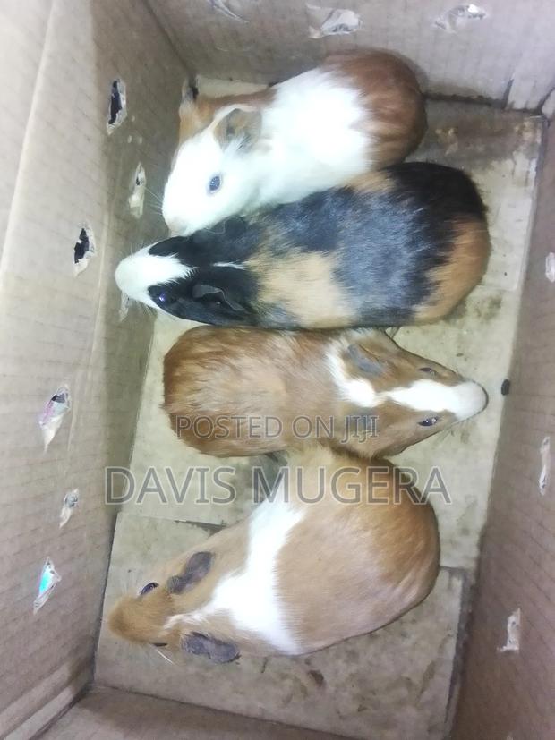 Guinea Pigs as Pets - Male and Female (Pair) - main view