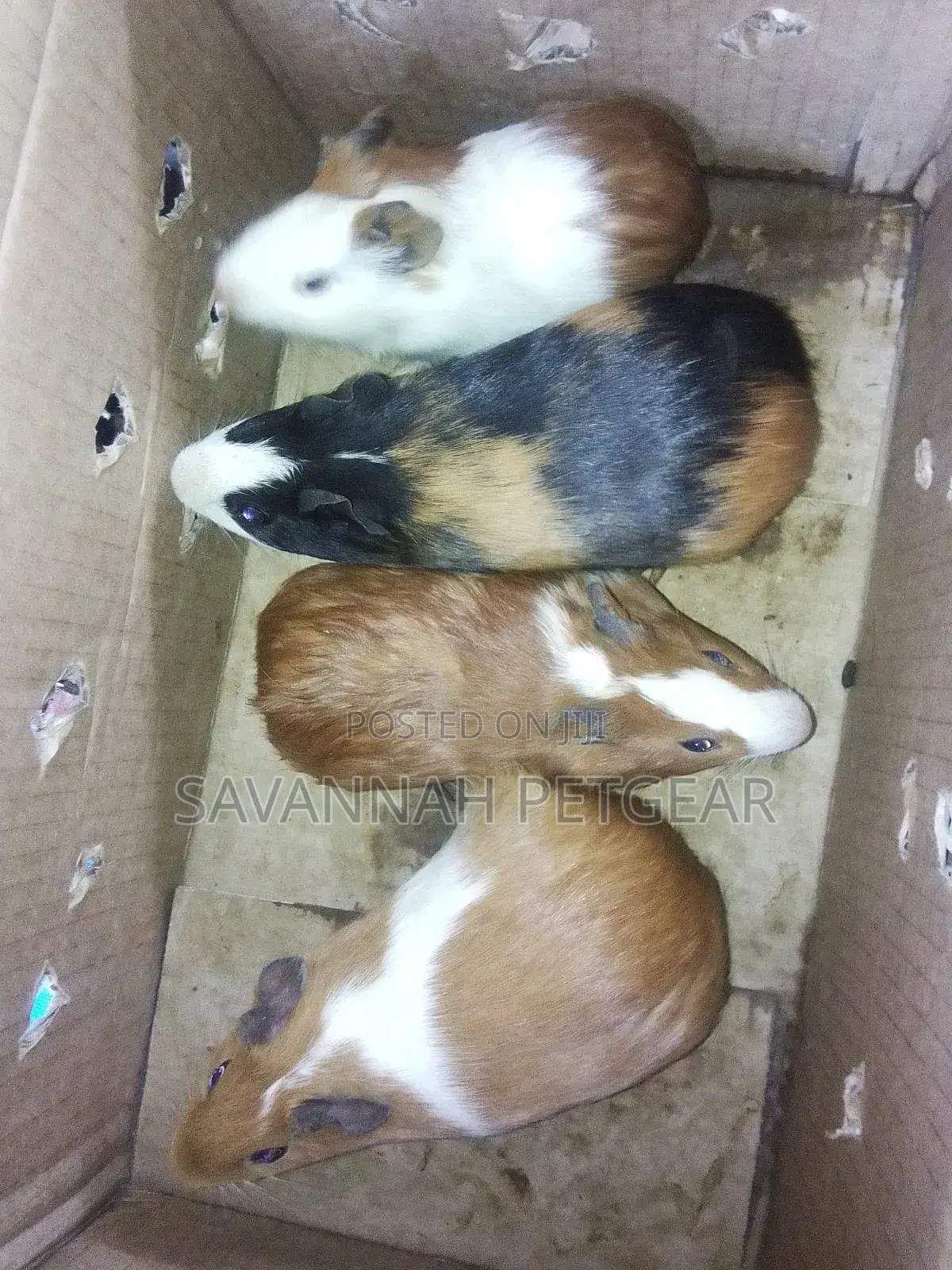 Guinea Pigs as Pets - Male and Female (Pair)
