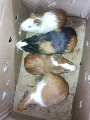 Guinea Pigs as Pets - Male and Female (Pair)