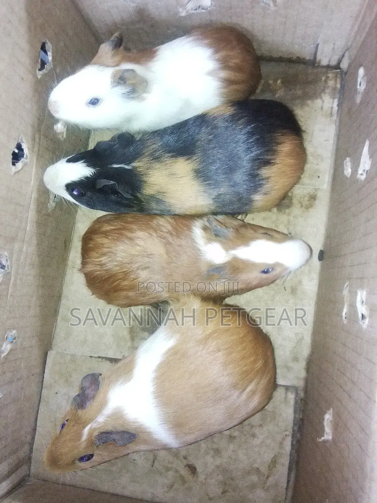Guinea Pigs as Pets - Male and Female (Pair)