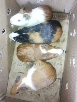 Guinea Pigs as Pets - Male and Female (Pair)