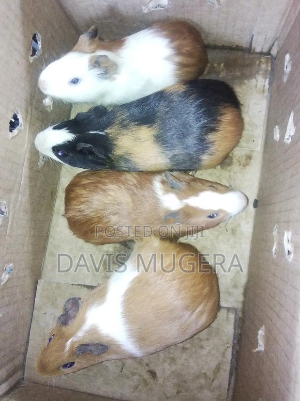 Guinea Pigs as Pets - Male and Female (Pair) - thumbnail 3