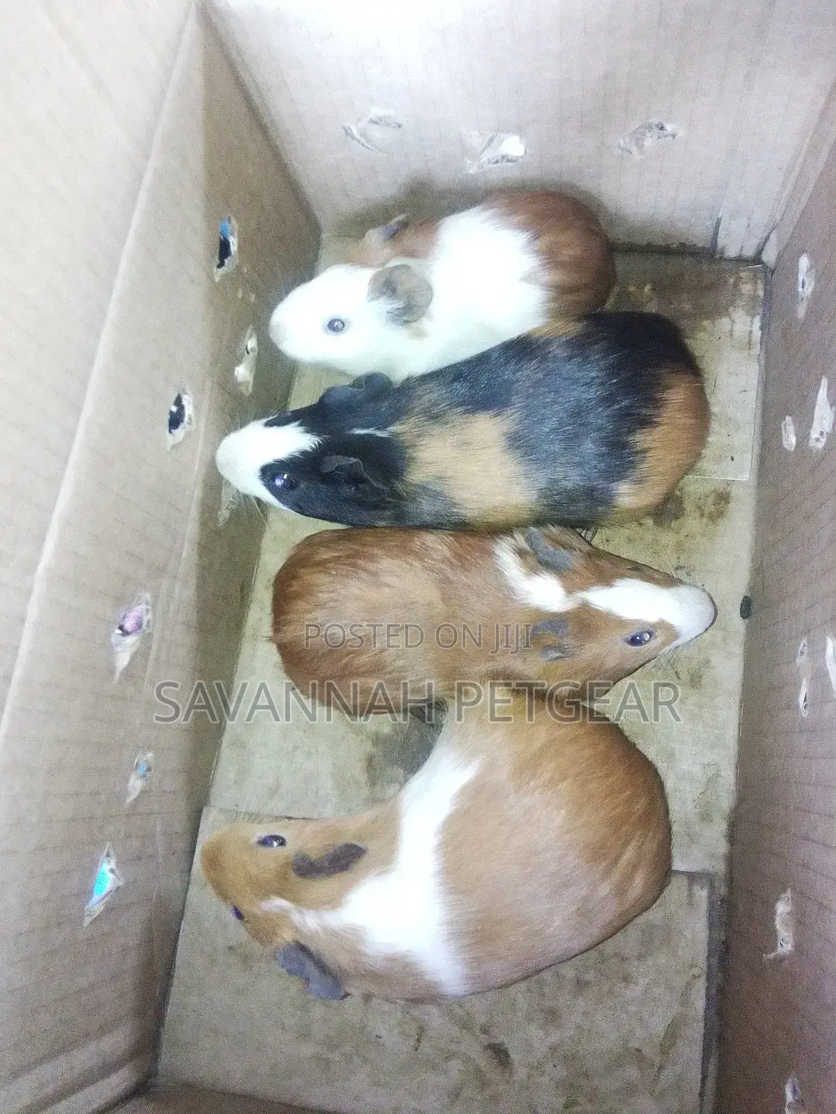 Guinea Pigs as Pets - Male and Female (Pair)