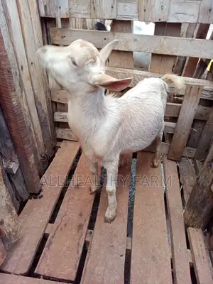 Dairy Goat Male - Hybrid Saanen