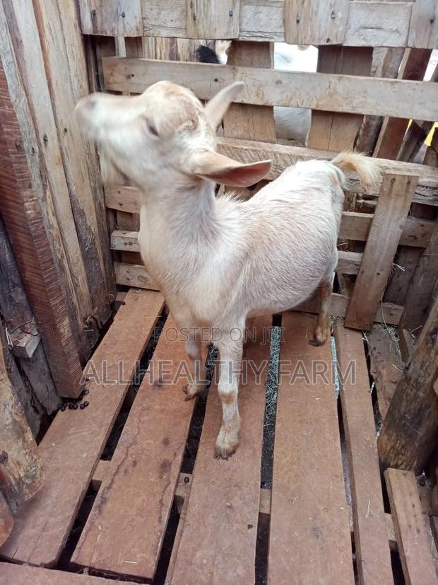 Dairy Goat Male - Hybrid Saanen