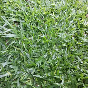 Red Top Soil /Pemba Grass(General Landscaping Solutions )