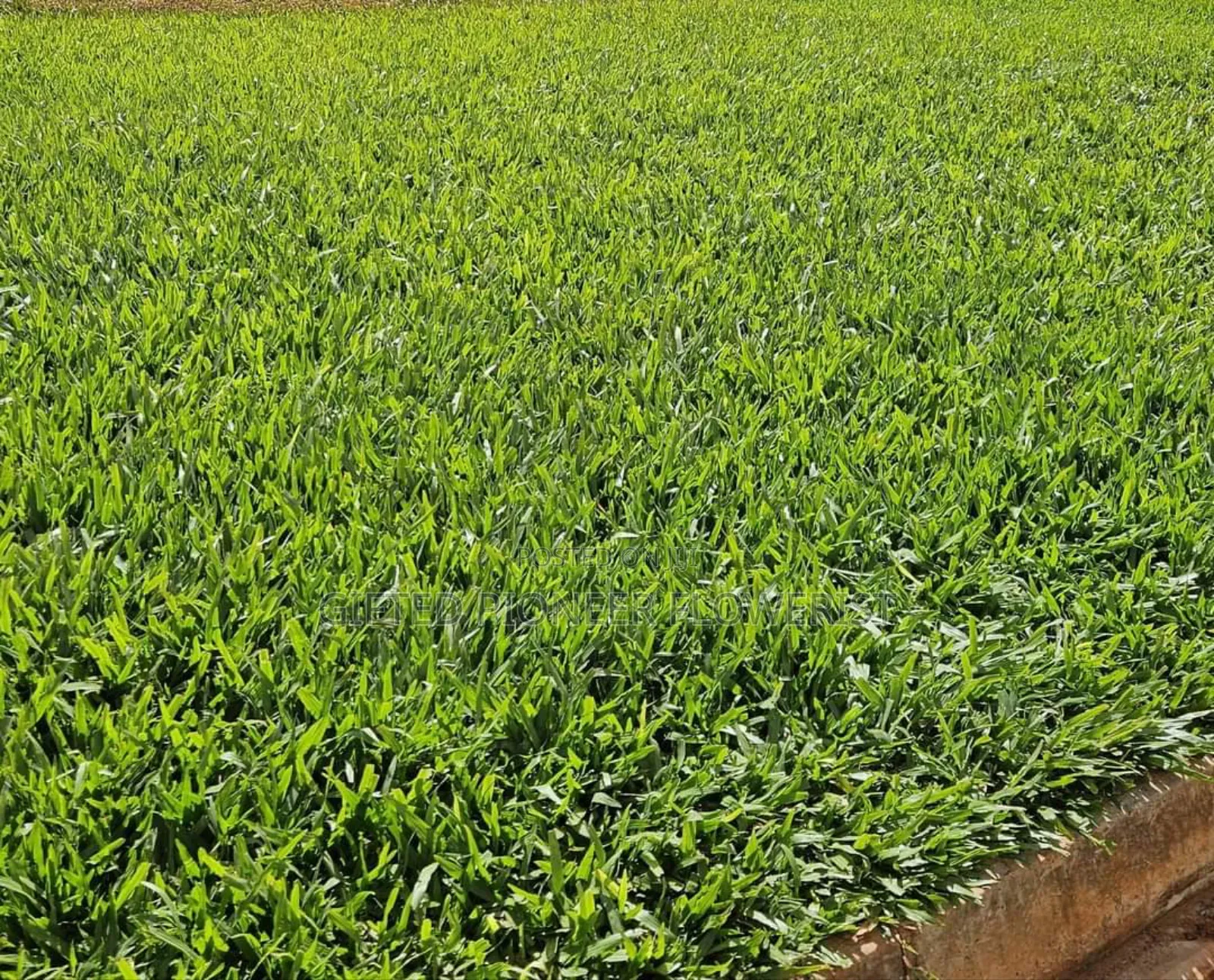 Red Top Soil /Pemba Grass(General Landscaping Solutions )