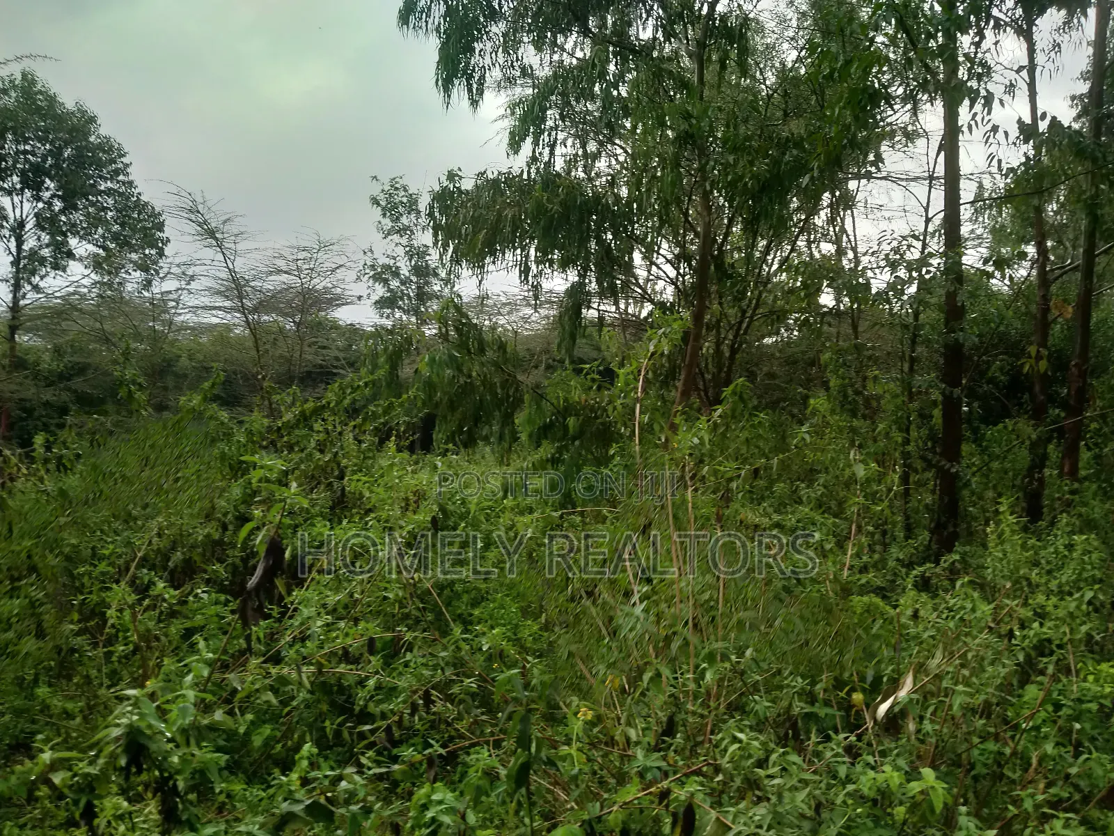 Quarter Acre Plot in Ongata Rongai, Acacia Along Merisho Rd