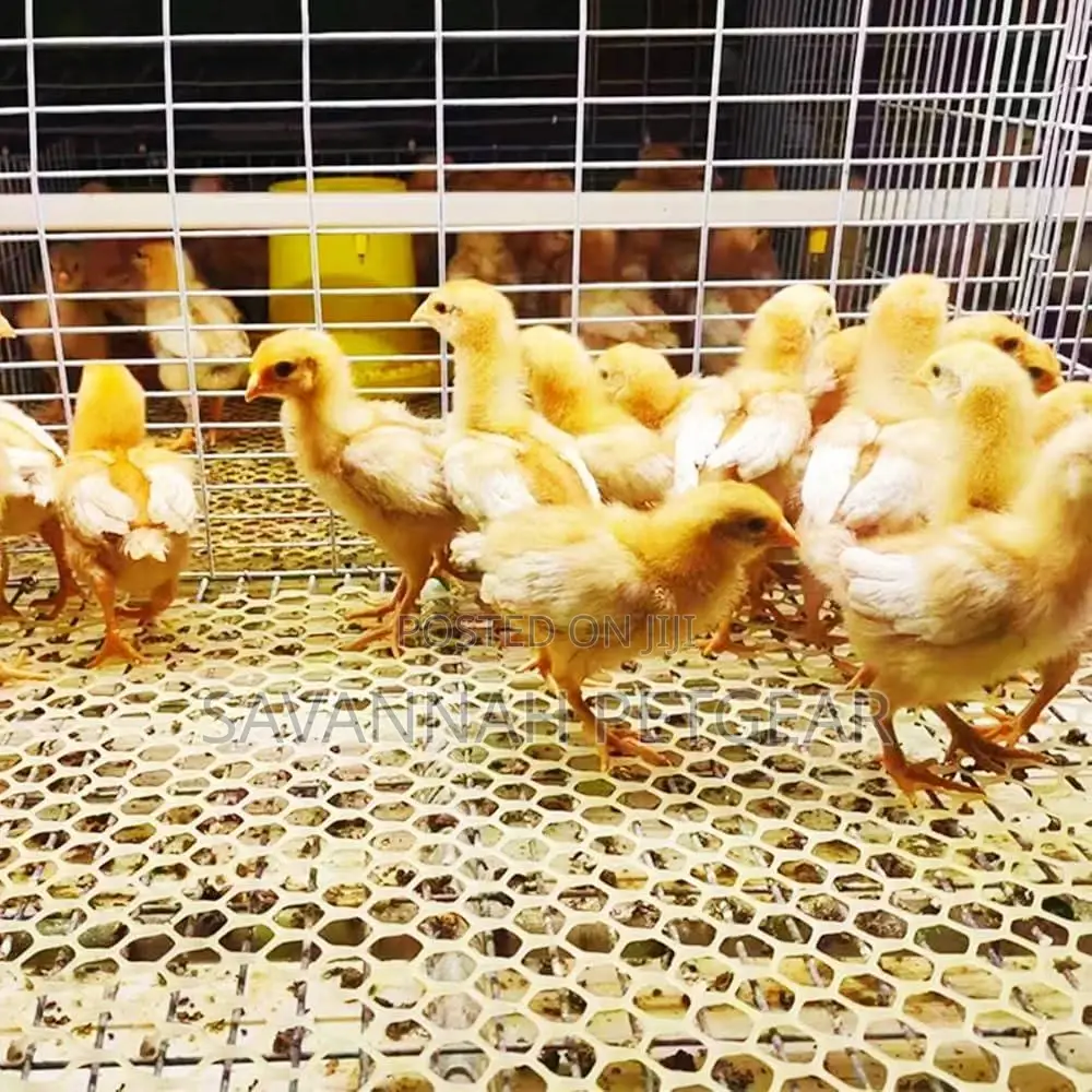 Plastic Poultry Mesh/Net (Aperture Size: 20.40mm X 20.40mm)