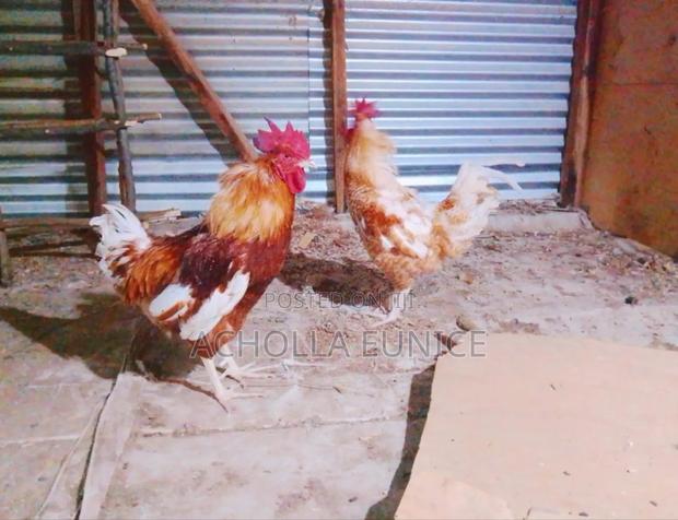 Improved Kienyeji Jogoos - main view