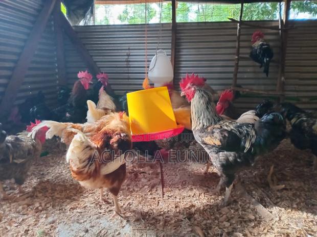 Improved Kienyeji Jogoos - thumbnail 4