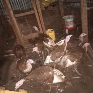 Redbourbon Turkey Chicks and Mature