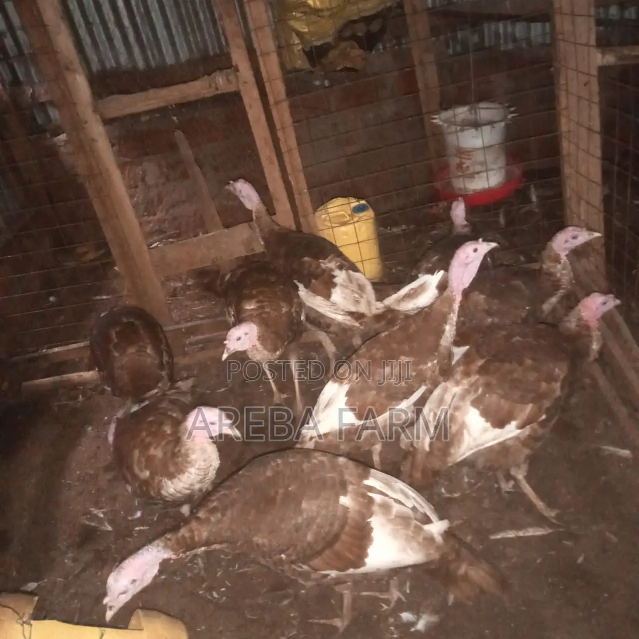 Redbourbon Turkey Chicks and Mature