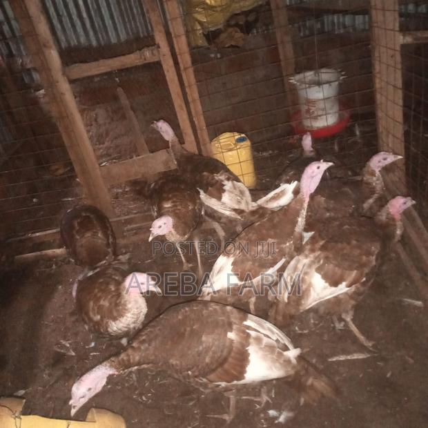 Redbourbon Turkey Chicks and Mature - thumbnail 7