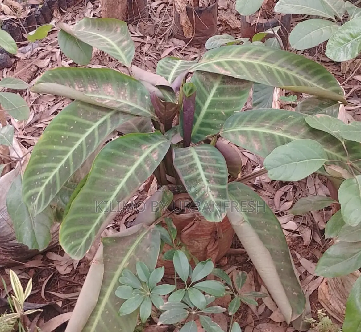 Prayer Plant