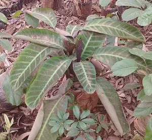 Prayer Plant