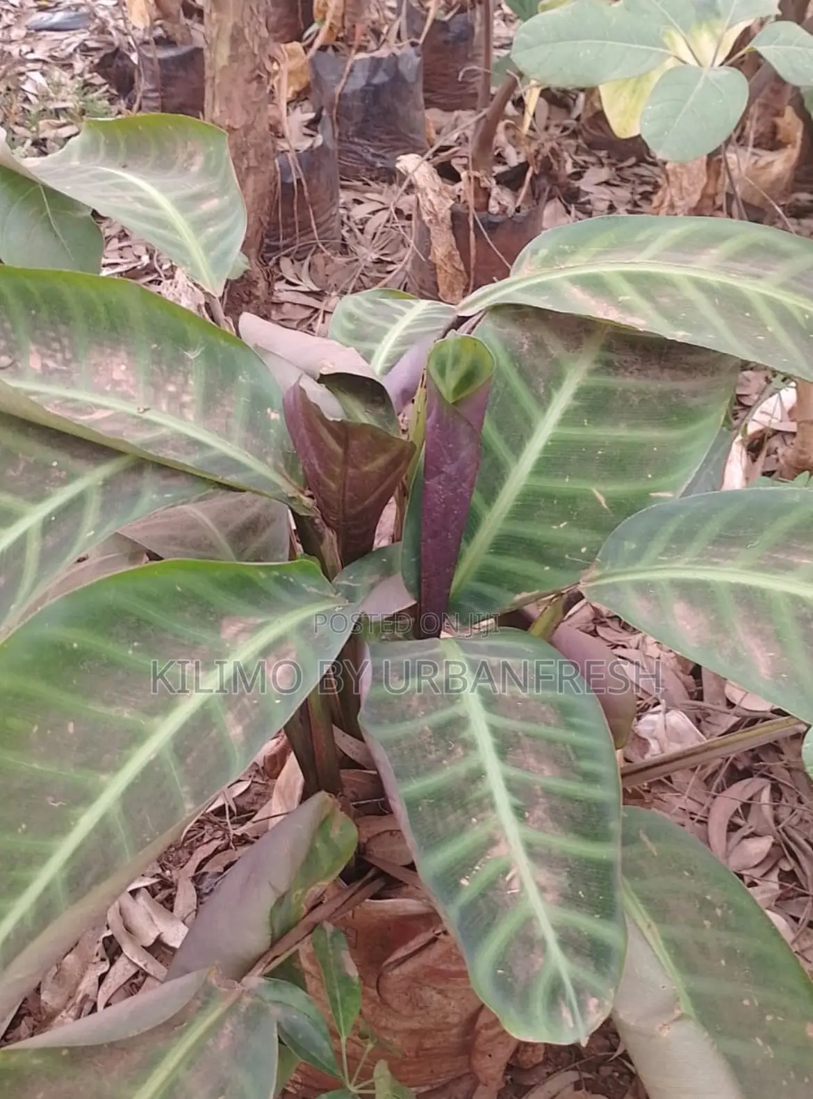 Prayer Plant