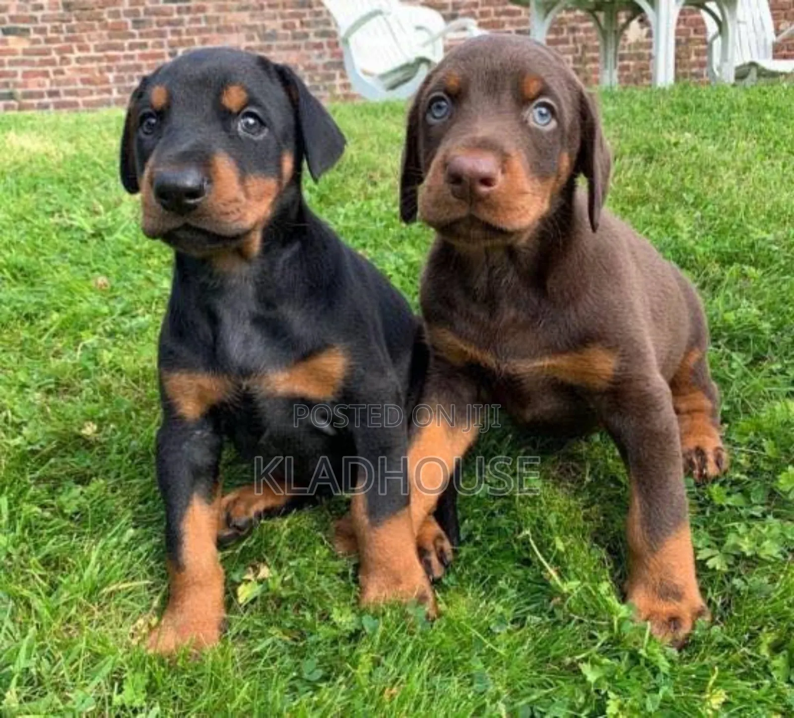 1-3 months Female Purebred Doberman Pinscher