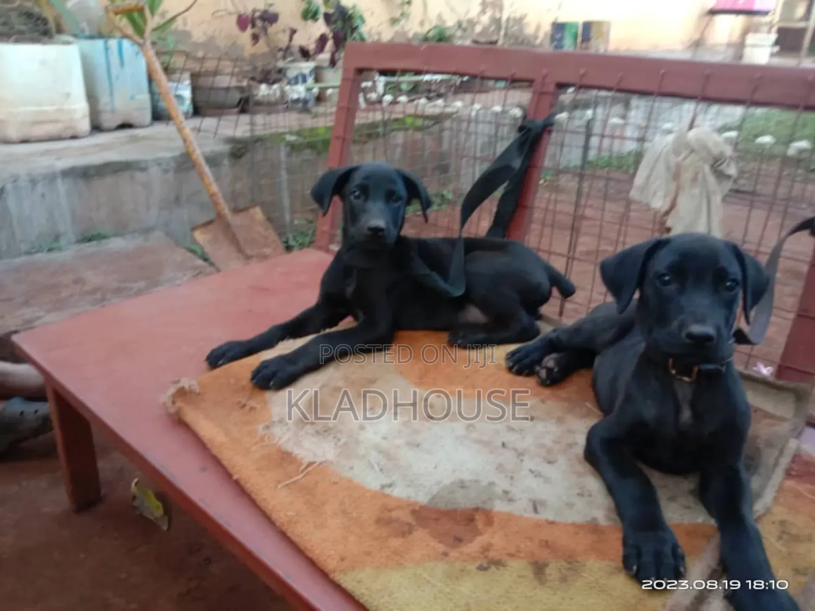 1-3 months Female Purebred Doberman Pinscher