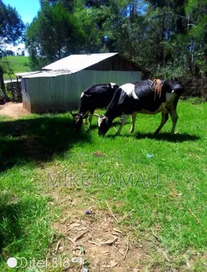 Good Fertile Land With a Three Room House 100m From Tarmac