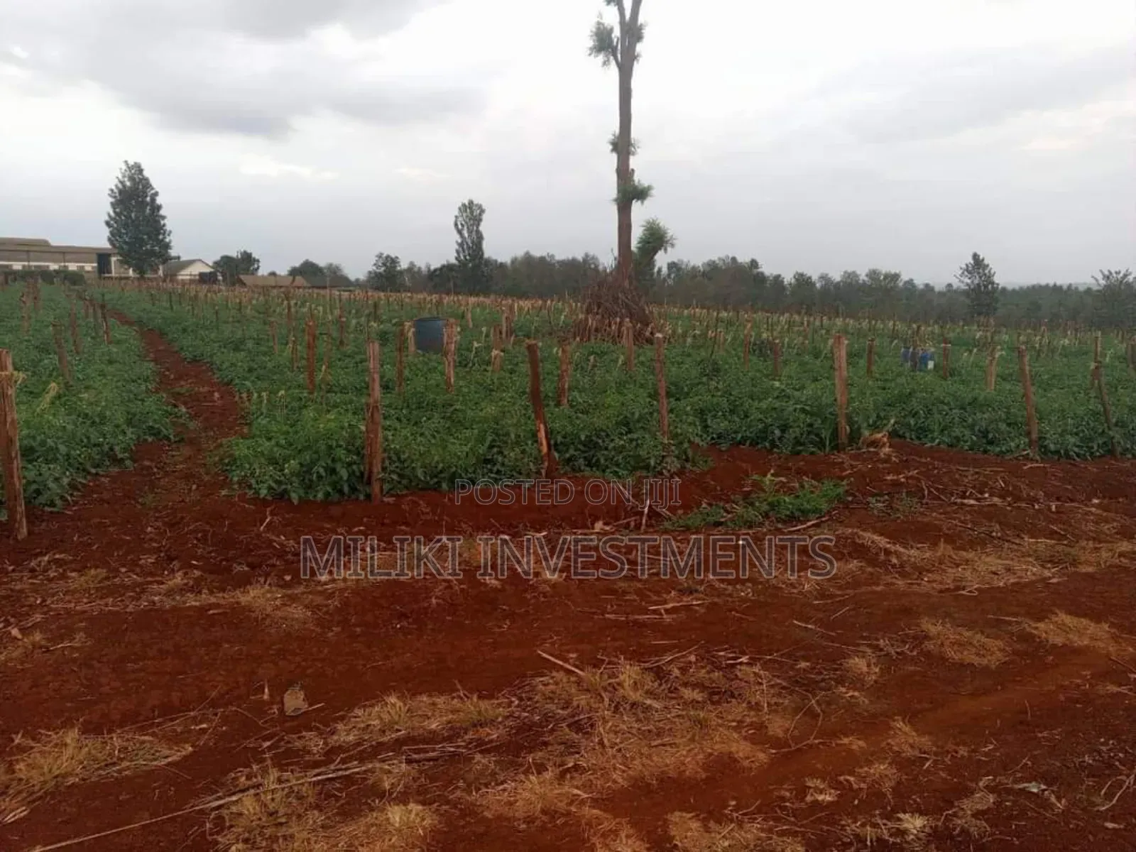 30 Acres on Sale at Maragua