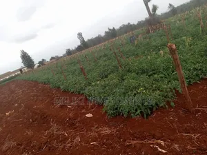 30 Acres on Sale at Maragua